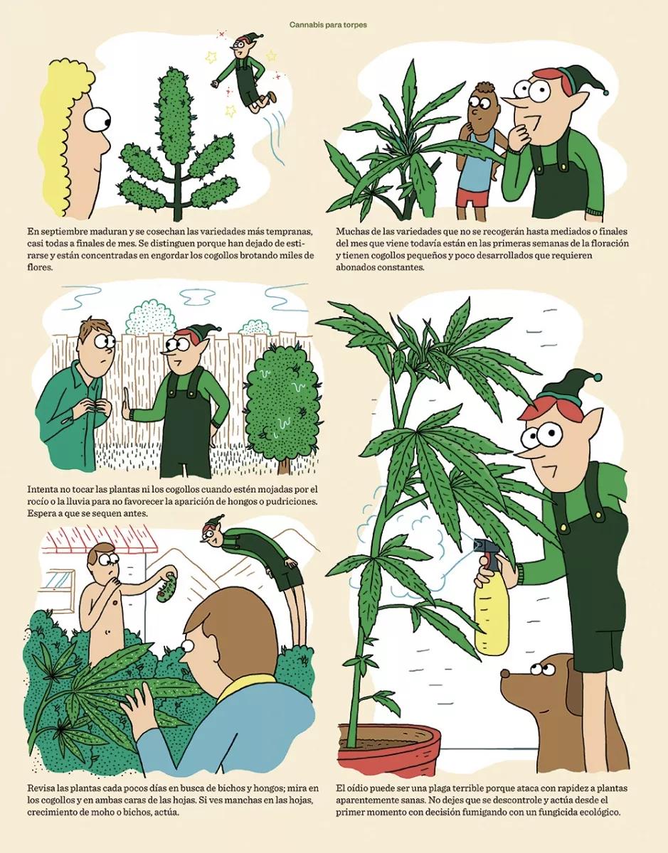 Cannabis para torpes 20