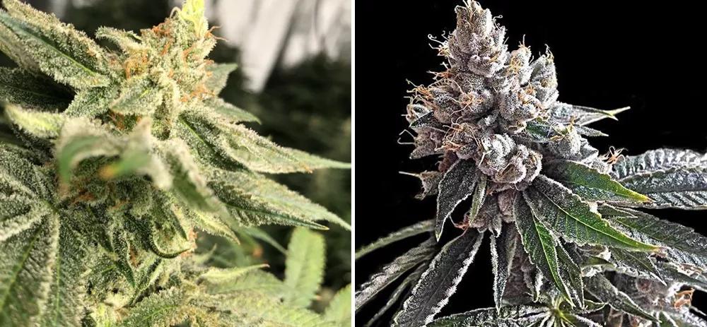 Chernobyl y Golden Lemon