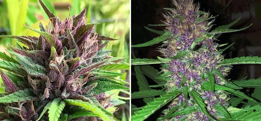 Cinex y Purple Hindu Kush