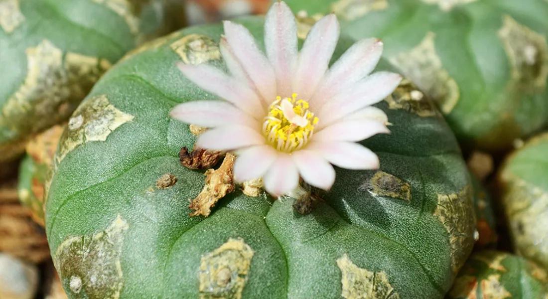 El peyote y sus efectos