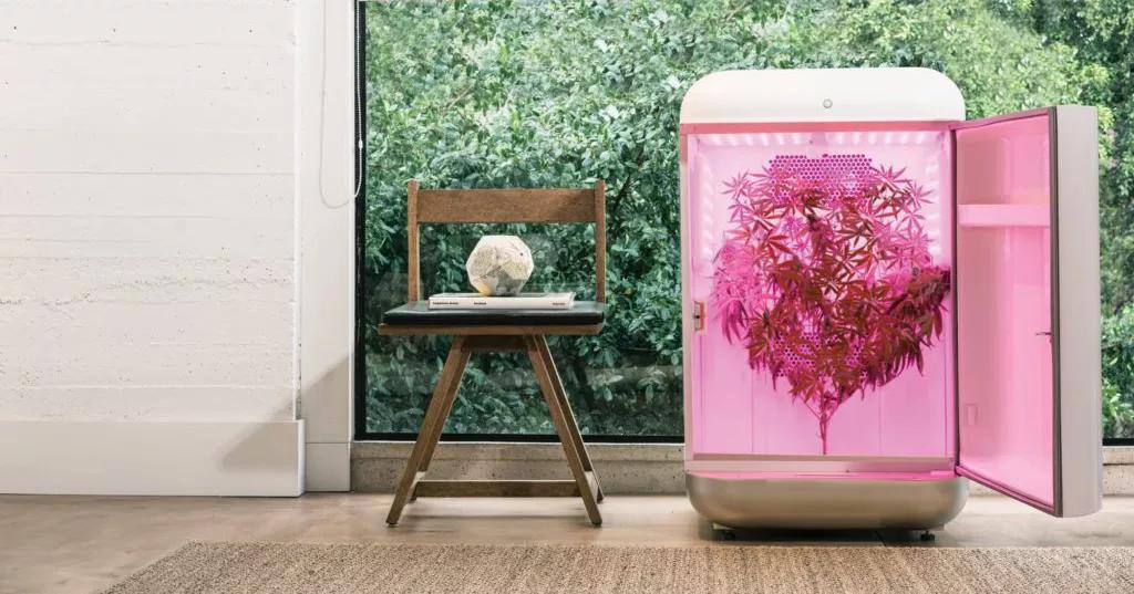 El rapero Snoop Dogg firma un acuerdo con Seedo para promocionar un producto que es una máquina de cultivo automatizado de weed.