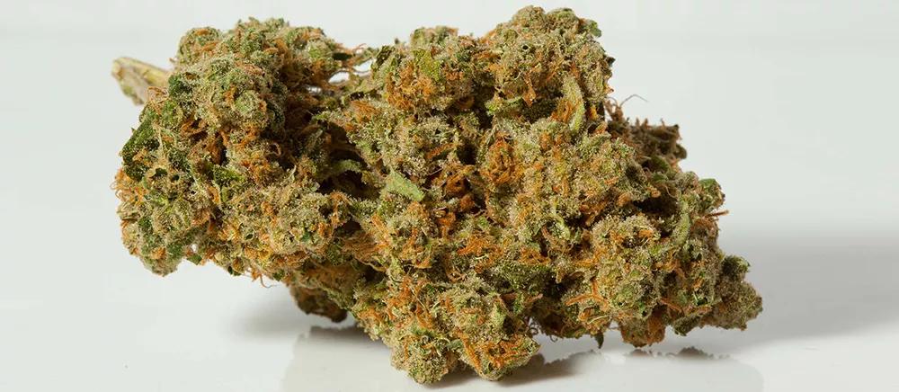 Durban Poison: Variedad originaria de Sudáfrica muy popular en Oregón. Sabor excelente que no suele defraudar a nadie.