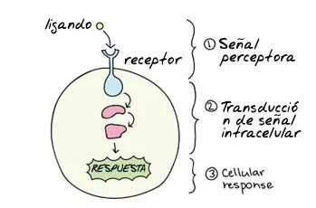 Representación esquemática de la transducción de señales (https://www.khanacademy.org)