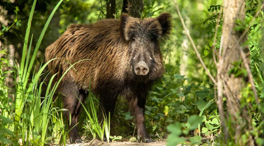 Jabalís salvajes destrozan 18.000 euros en cocaína