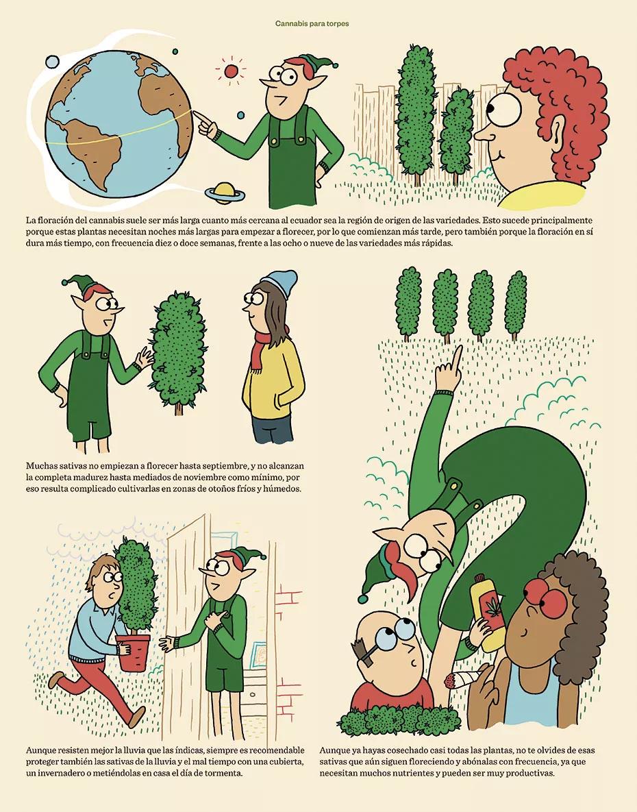 El otoño está en pleno apogeo y casi todas las plantas ya han sido cosechadas. Sin embargo, aún están vivas algunas de las variedades más deseadas y esperadas, las sativas. Mientras damos los últimos cuidados a estas estimulantes genéticas, también debemos ocuparnos del curado de los cogollos que están en el secadero, de ello depende el sabor y la calidad finales. 