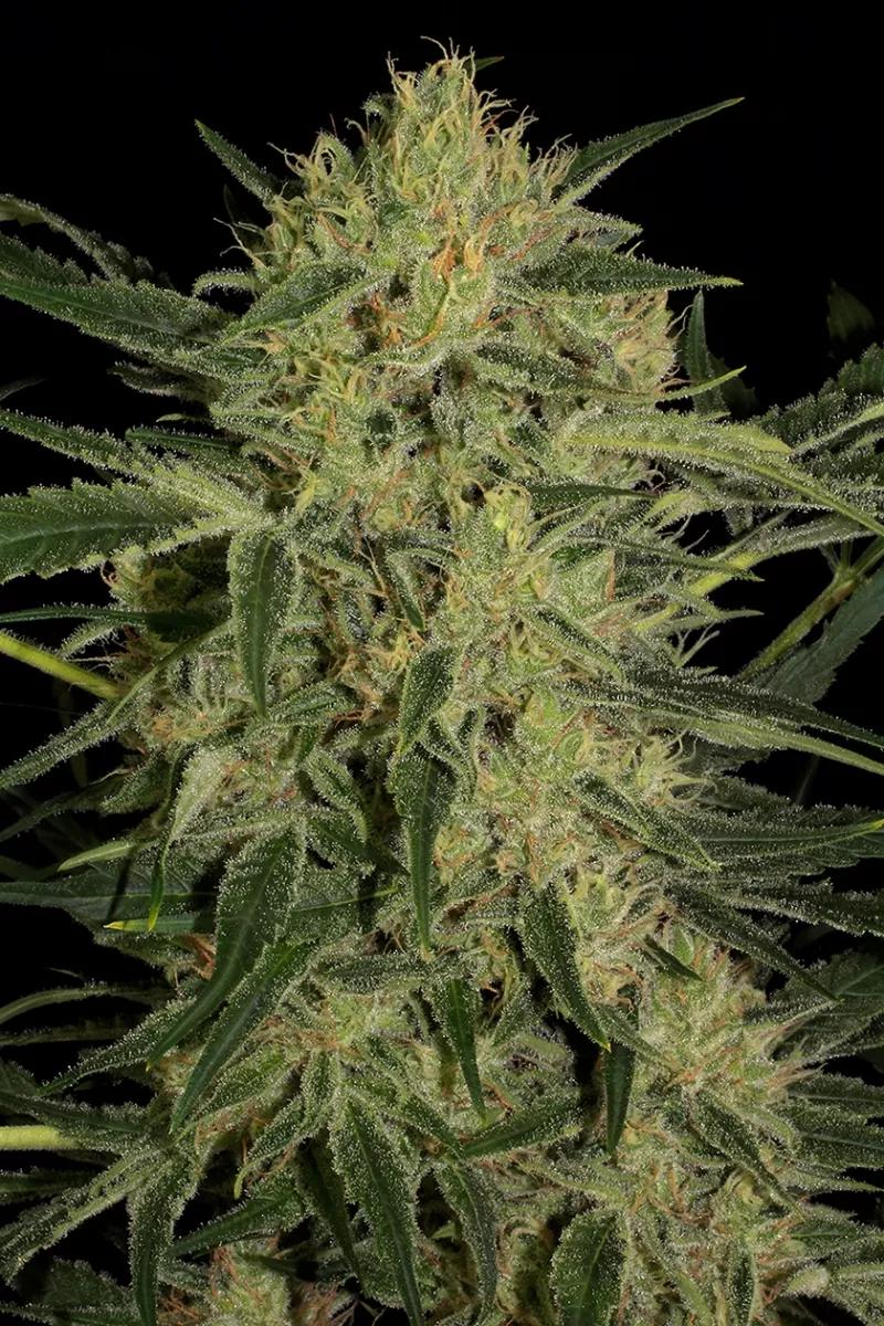 Nebula II CBD by Paradise Seeds