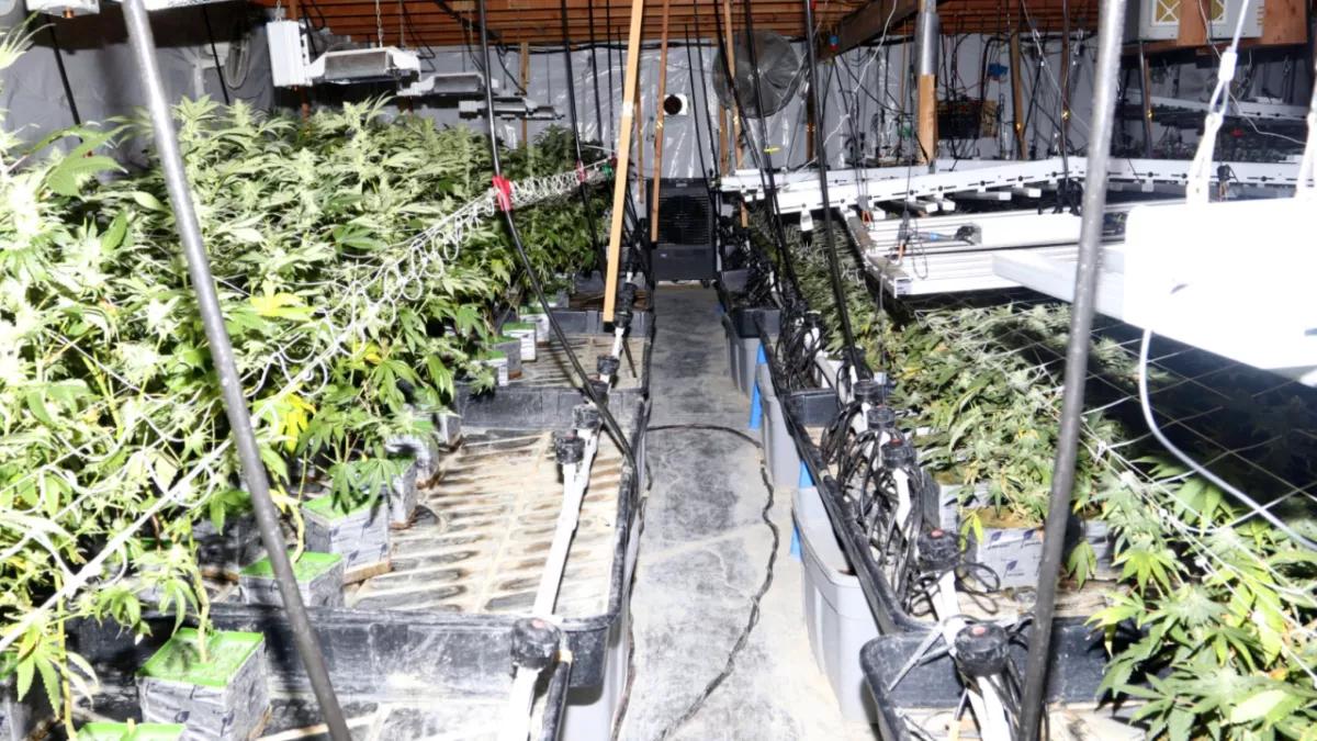 Policía de Las Vegas bate un record y confisca 8.6 millones en cannabis