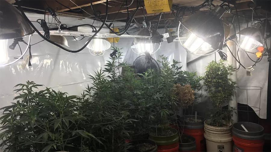 Pillan a una persona después de que diese un tour guiado a la policía por su granja de cannabis