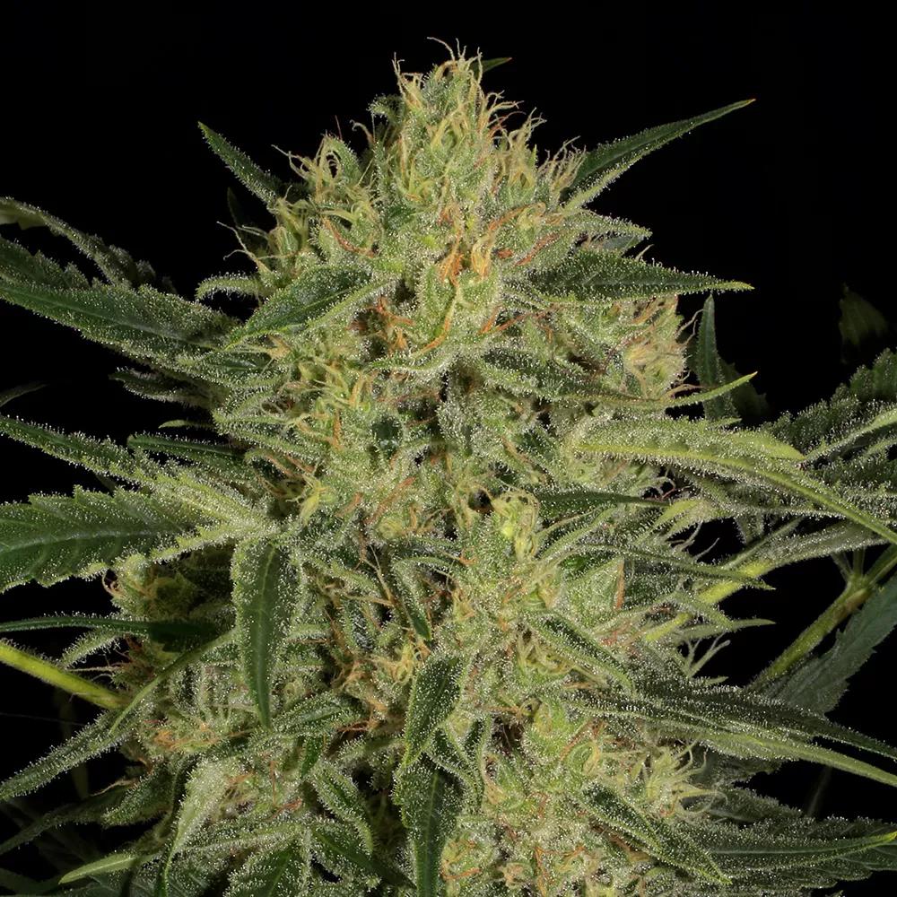Nebula ll CBD de Paradise Seeds