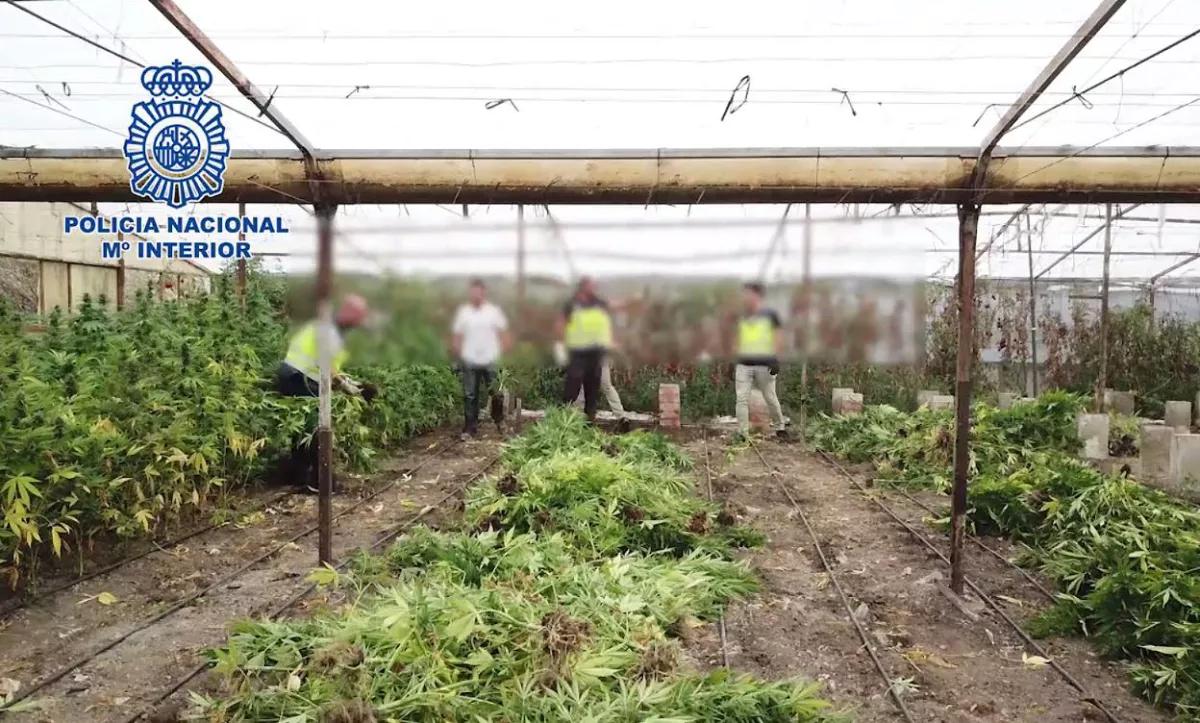 Incautadas 18.081 plantas de marihuana en tres viveros de Vélez-Málaga