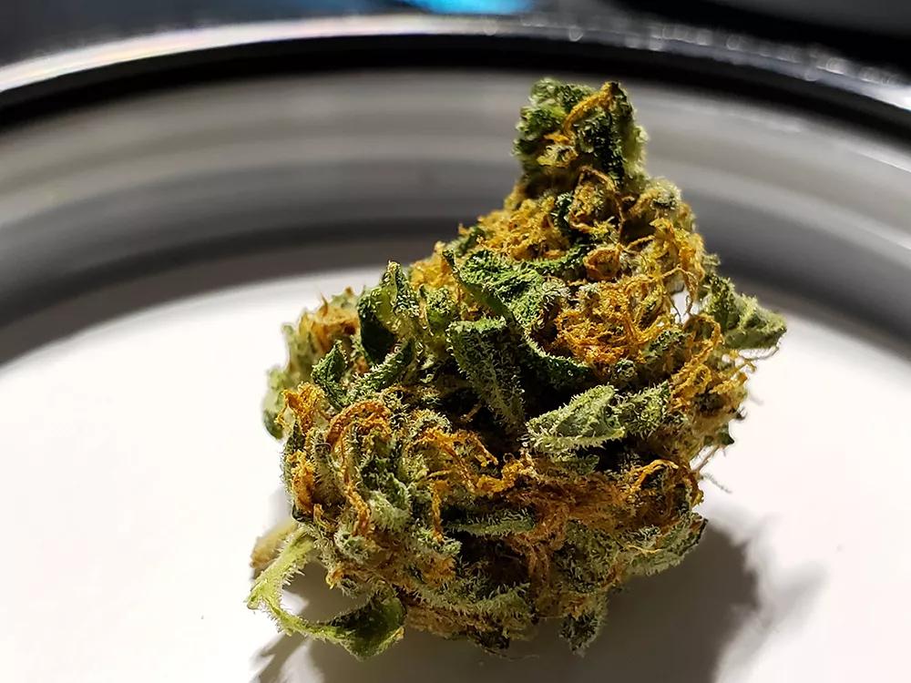 Banana Split de Aurora Cannabis