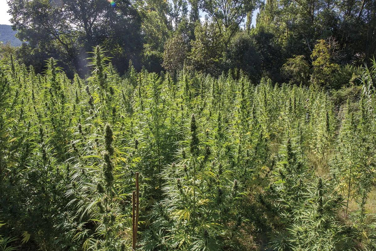 Cultivo de cáñamo industrial