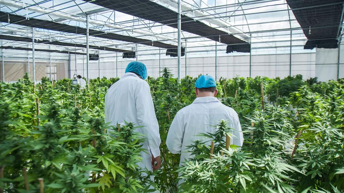 Gobierno español otorga otra licencia para el cultivo de cannabis medicinal pero en España sigue estando prohibido