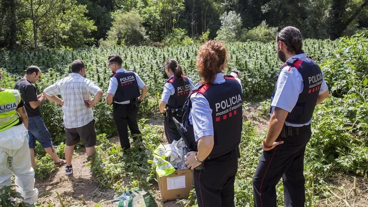Mossos creen que la “mafia de la marihuana” puede corromper a los poderes públicos
