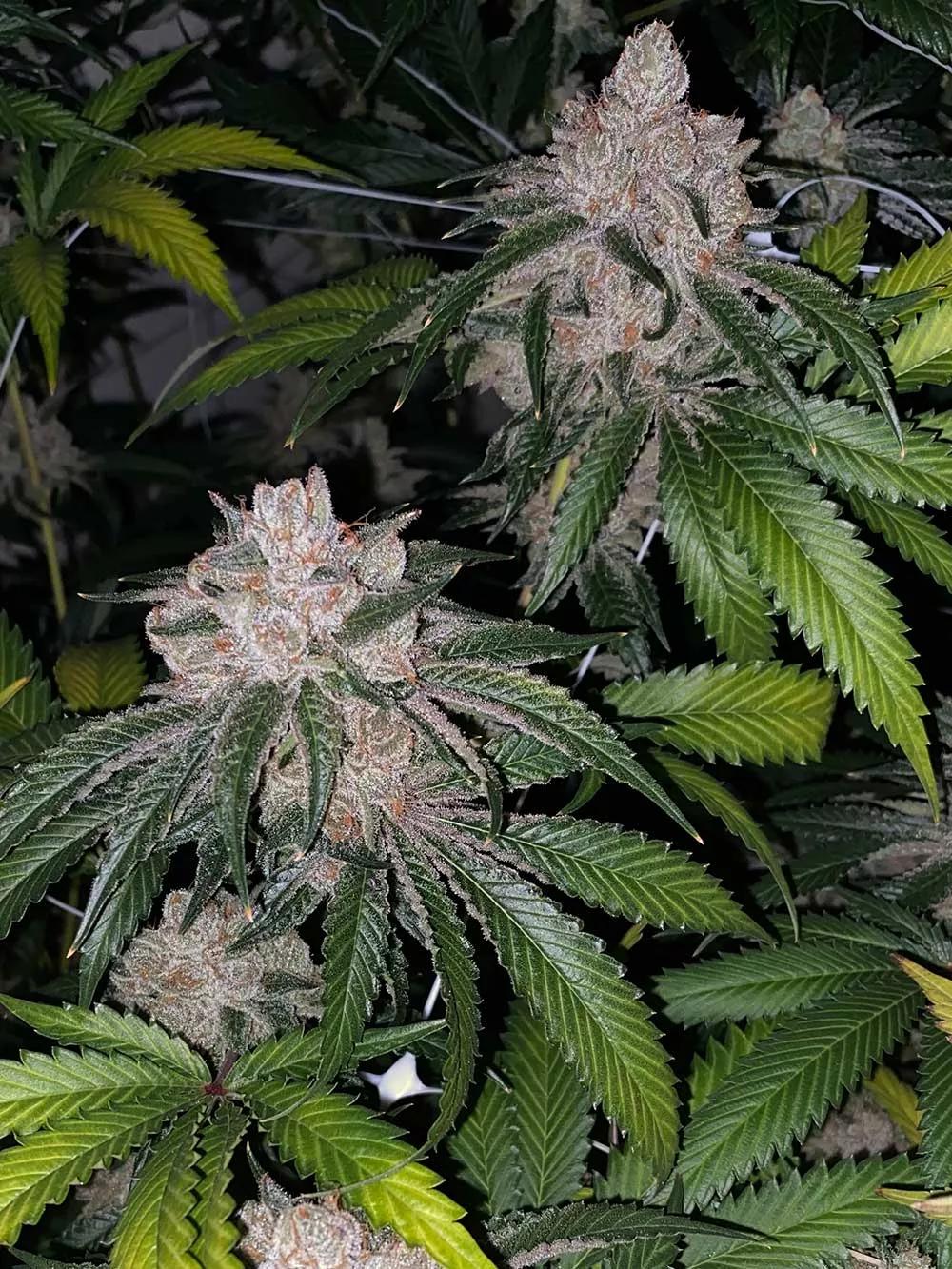 Tropicanna Burger = Donny Burger x Tropicanna Cookies F2 Tiempo de floracion 65-70 días