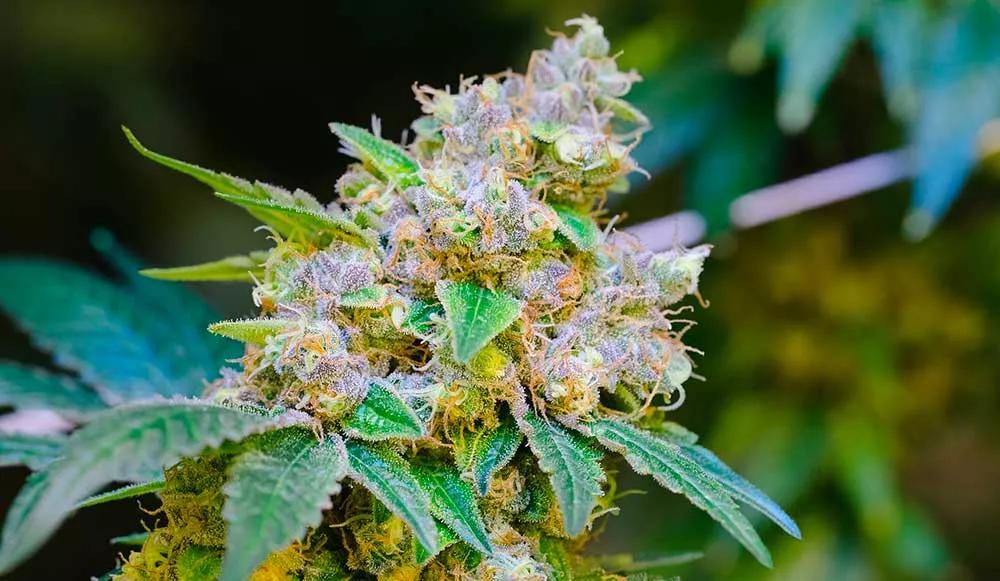 Venom OG, el veneno para la cura