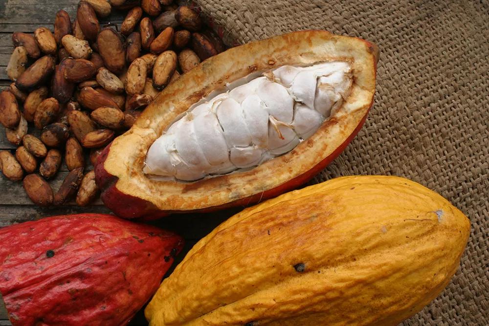 Cacao