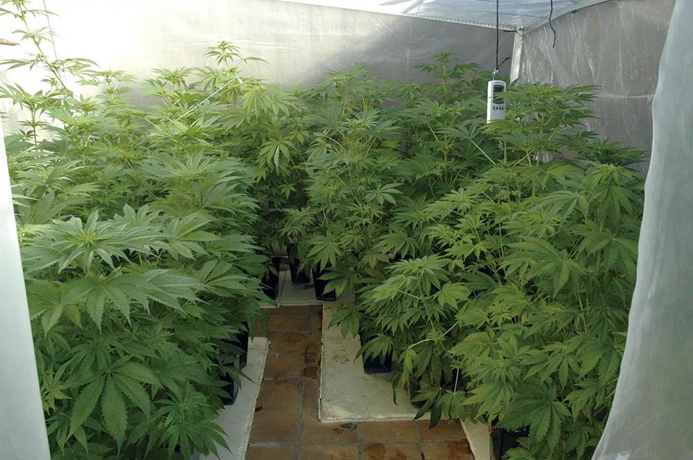 A principios de febrero ya parece verano en este invernadero. 