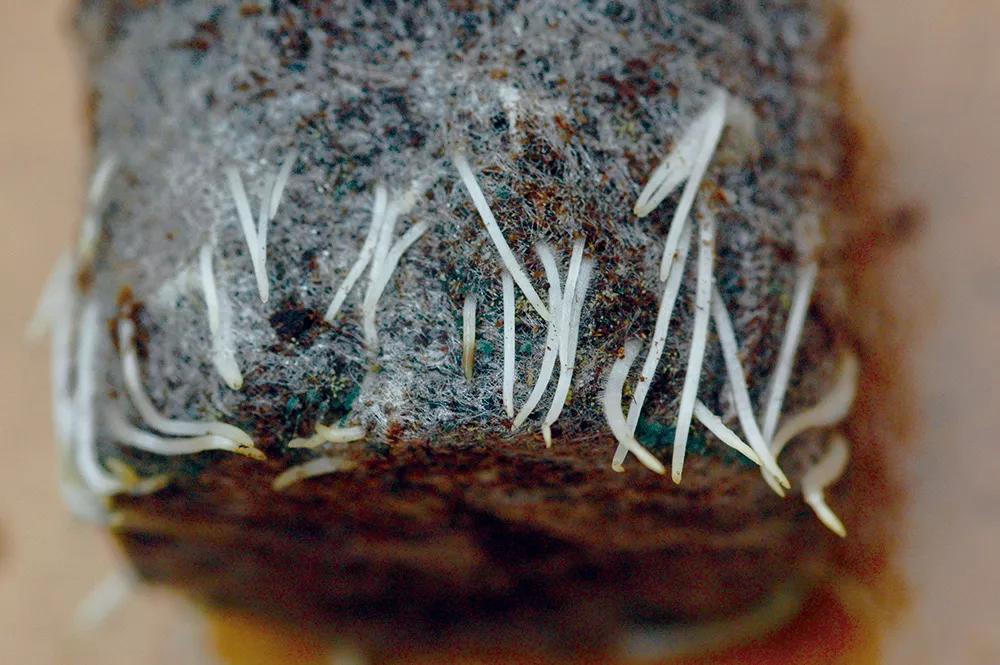 Las raíces en macetas