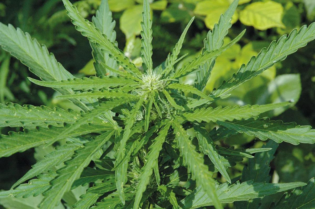 La planta cierra los estomas y acanala las hojas para reducir la pérdida de agua. 