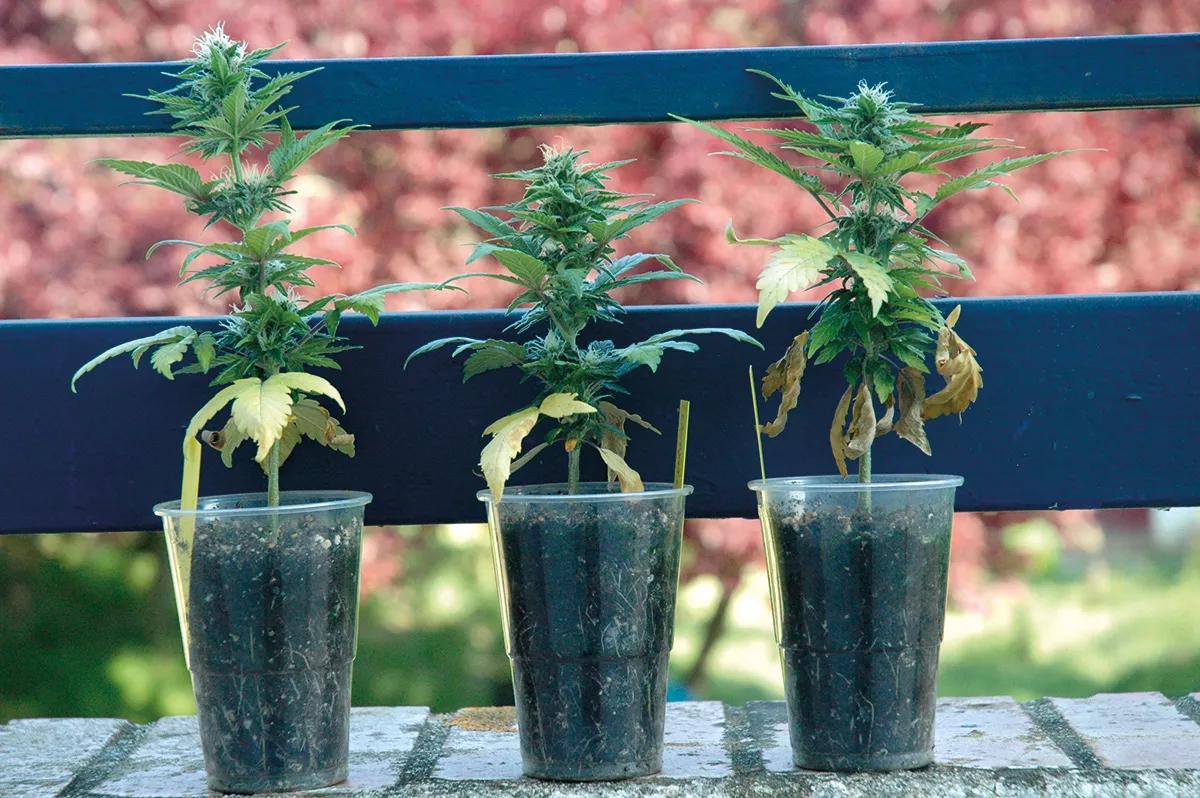 Cualquier espacio soleado puede servir para cultivar unas plantas de cannabis.