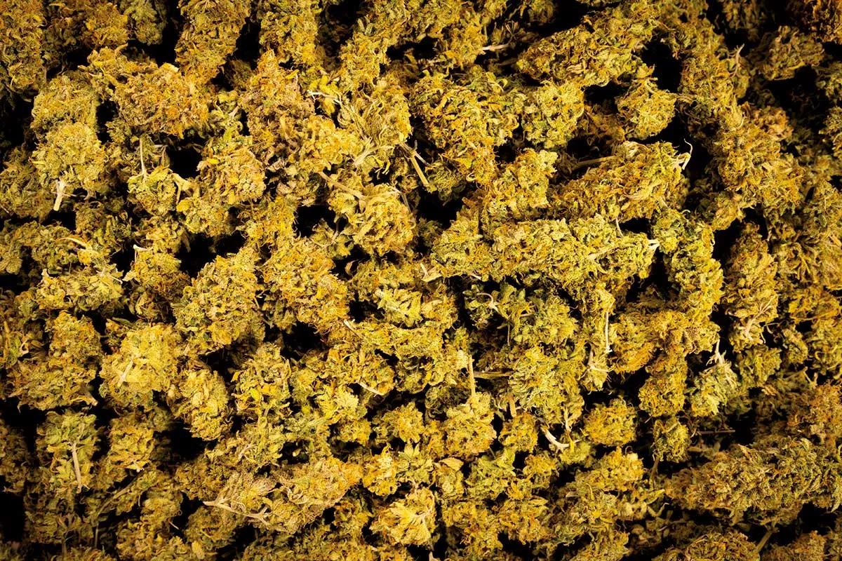 Flores limpias, oro verde ya listo para envasar.