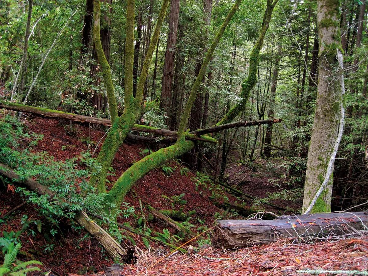 Los bosques del Triángulo Esmeralda.