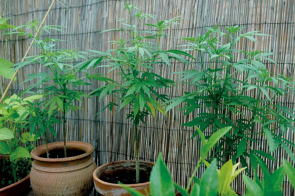 Un cañizo cubriendo el balcón es una de las mejores formas de ocultar las plantas.