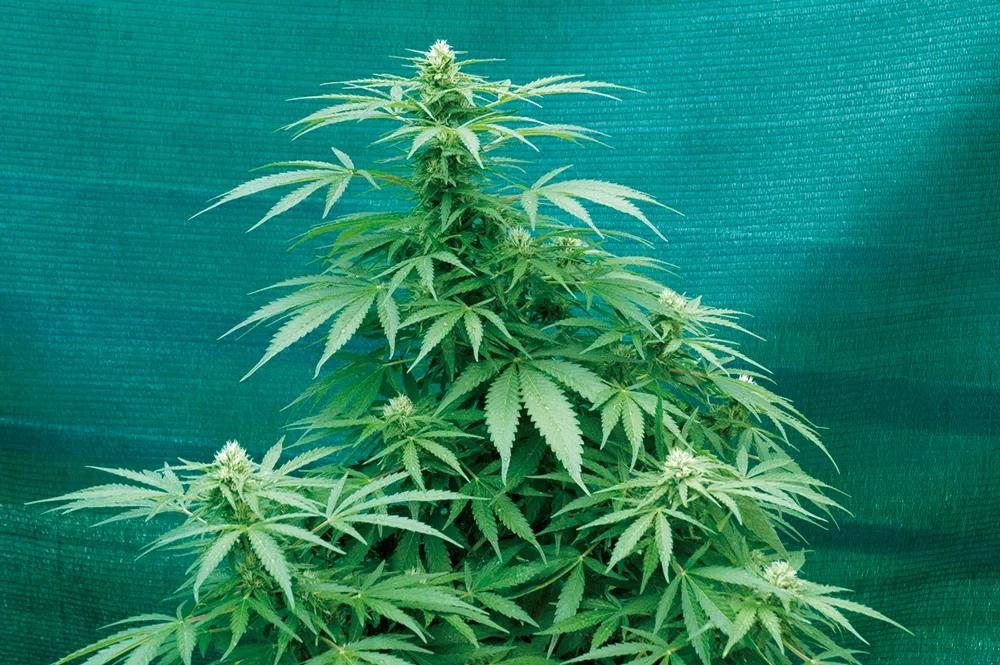 Las mallas de ocultación impiden completamente la visión y dan privacidad a la plantación.