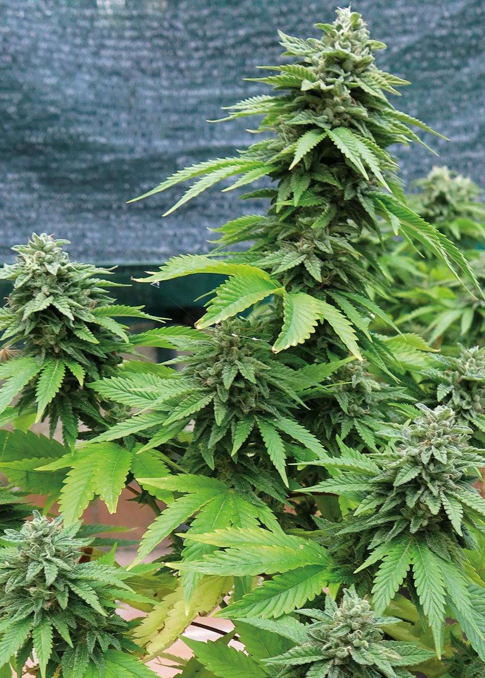 Lista para la cosecha; no se saca tanto por planta,  pero se agradece mucho cuando ya no queda nada de la cosecha de verano. 