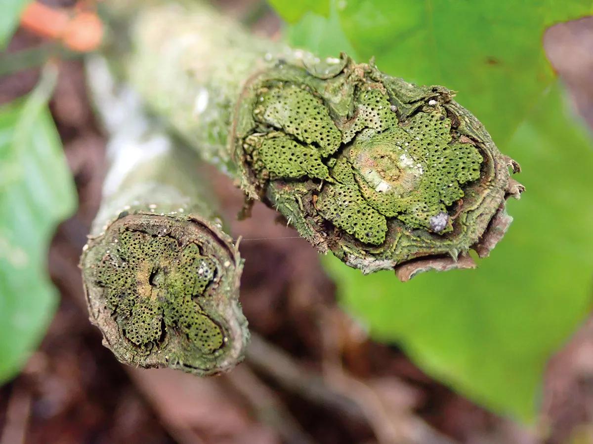 Ayahuasca en la aldea global