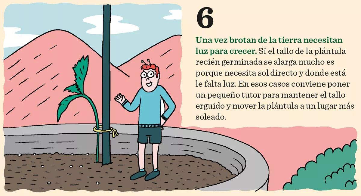 Diez consejos para la germinación y el primer crecimiento 