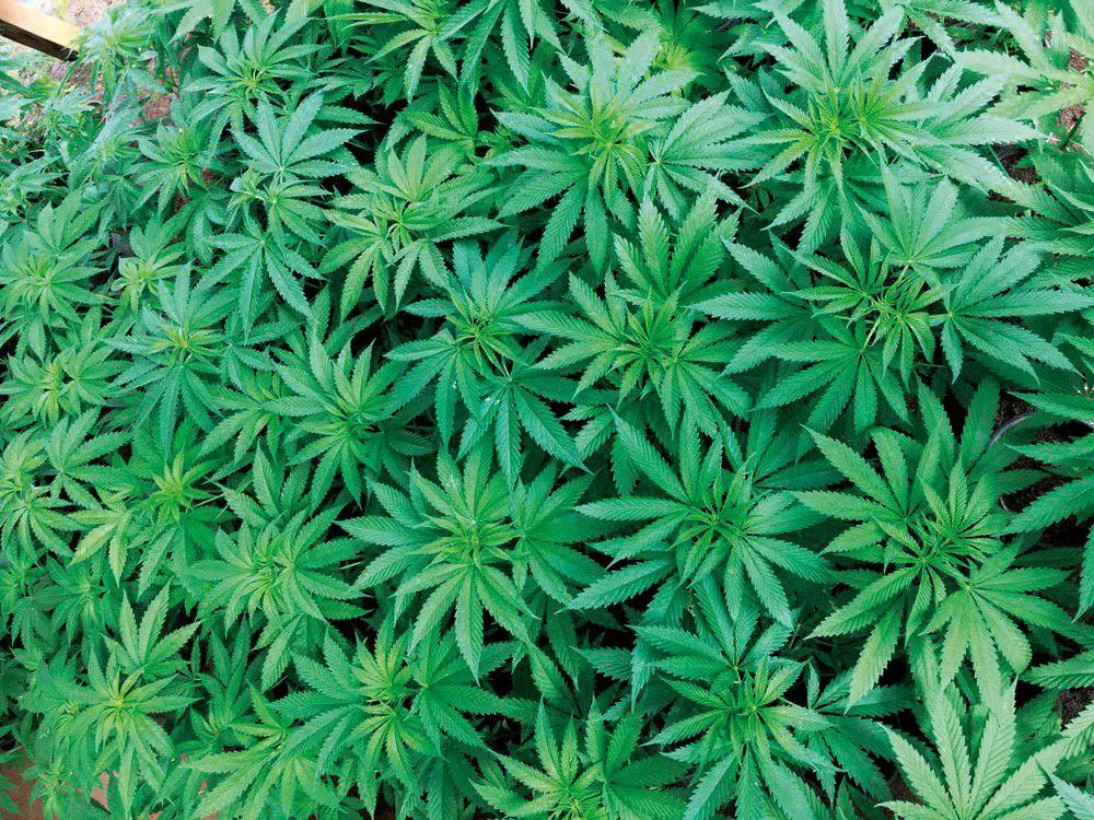 El verde esperanza que augura un futuro más prometedor para África.