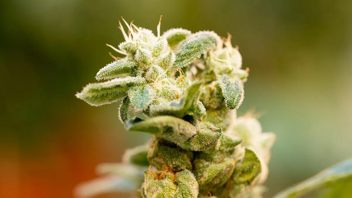 Space Cookies viene también cubierta de joyas, en forma de diamantes que cuelgan de sus ramas y exhuman un perfume relajante y amargo.