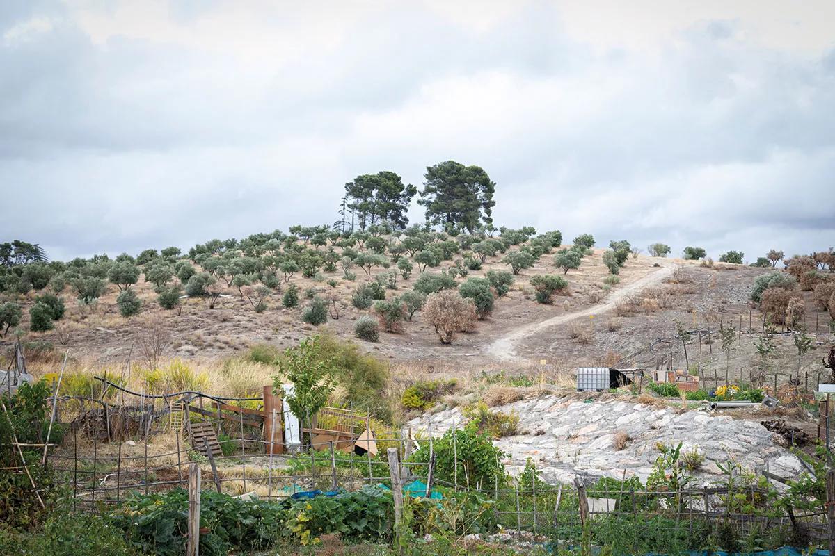 Las huertas del olivar coronan el Sector 4.