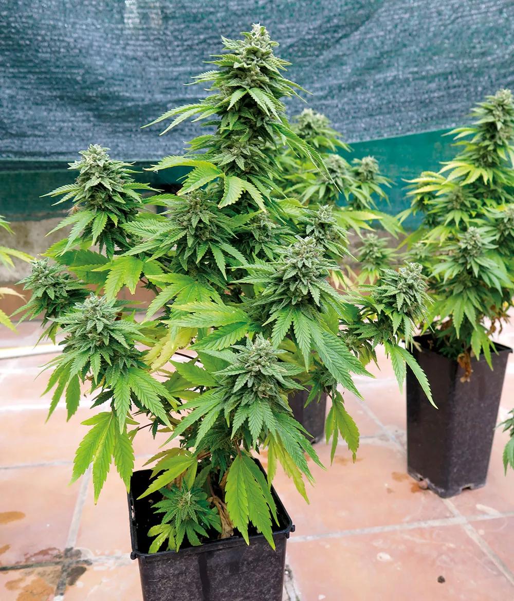 Esta planta nunca habría podido producir estos cogollos solo con los nutrientes de la tierra y sin abono líquido.