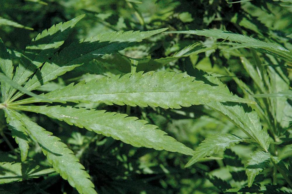 Si las plantas permanecen mojadas mucho tiempo pueden aparecen hongos. 