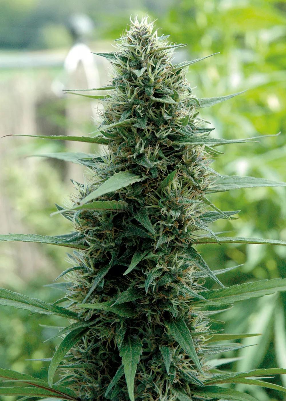 Los abonos líquidos permiten aplicar los nutrientes requeridos en cada fase del desarrollo.