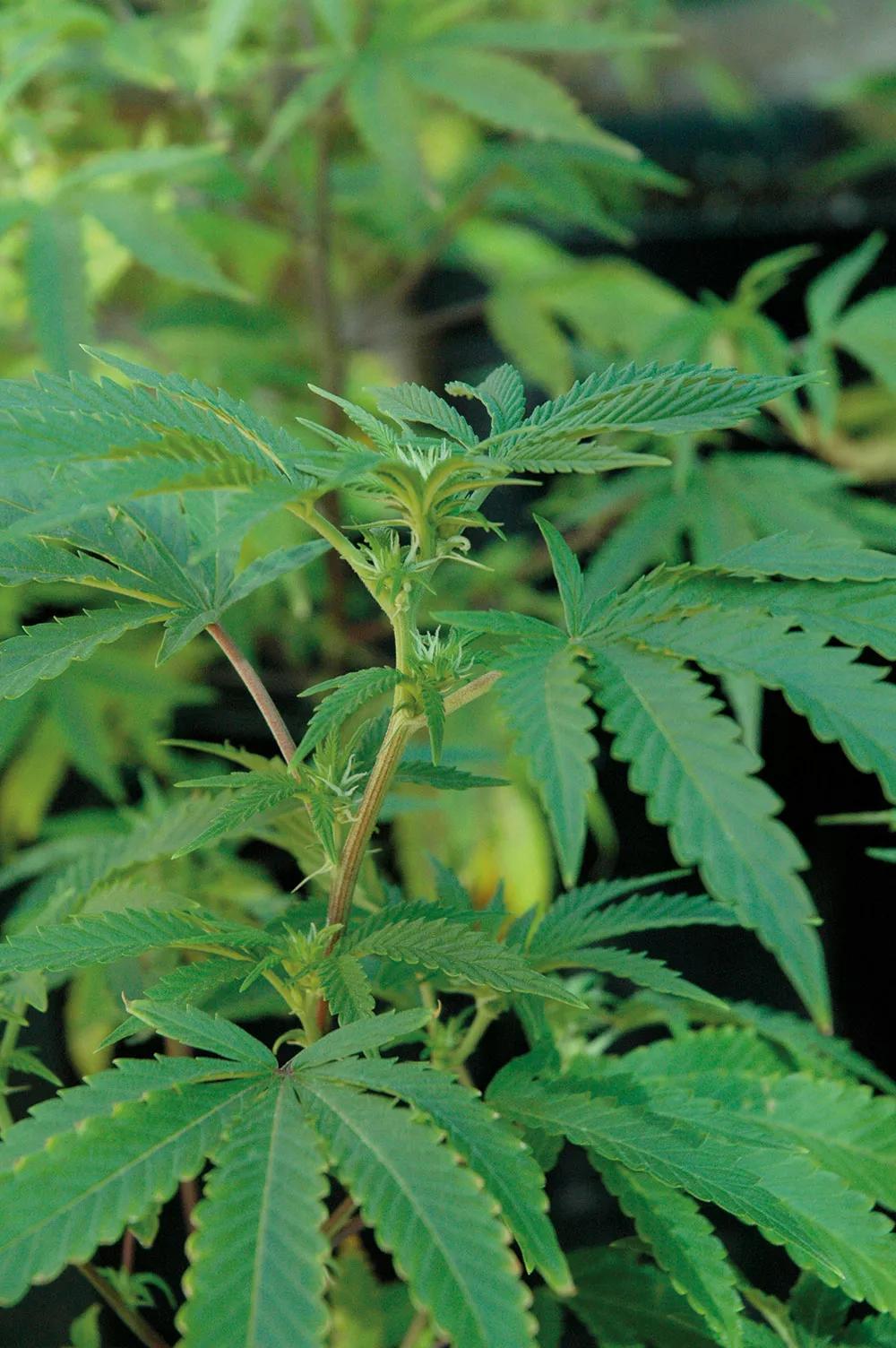 Al principio de la floración, la fertilización foliar es muy efectiva para evitar carencias. 