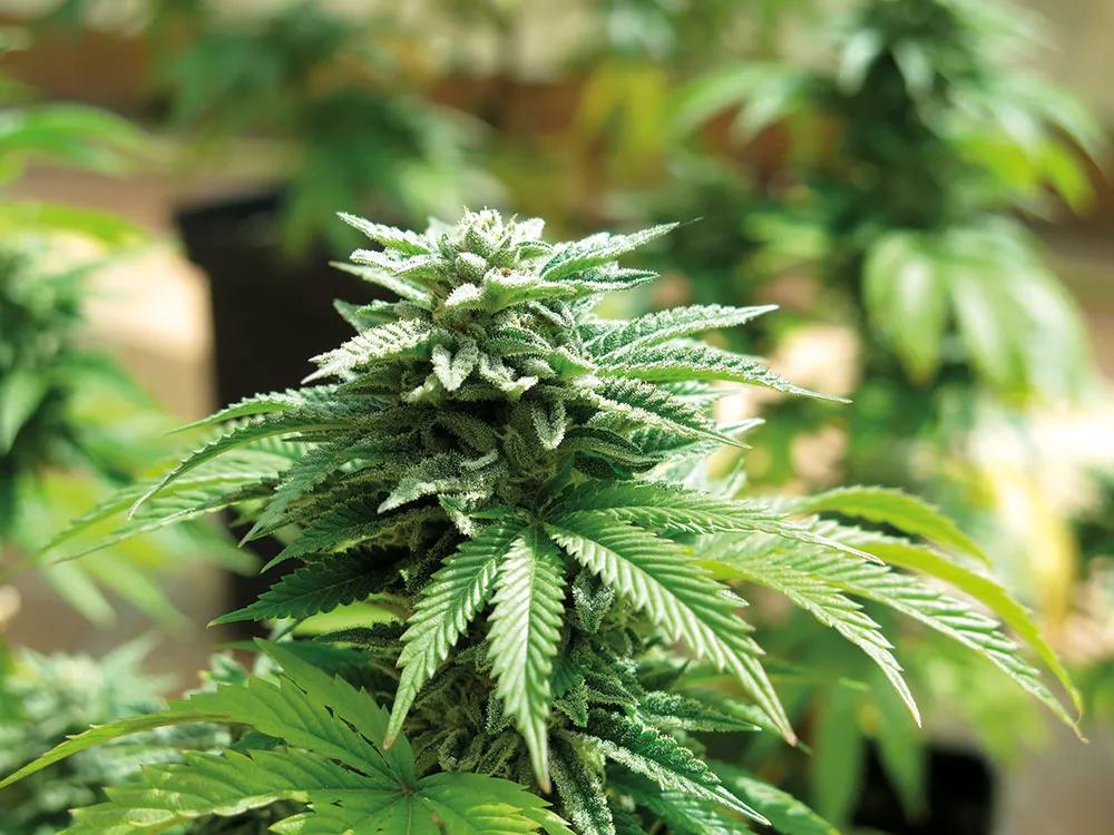 No fumigues las plantas cuando les dé el sol.