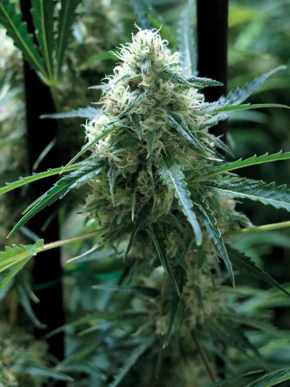 No conviene fumigar las plantas al final de la floración.