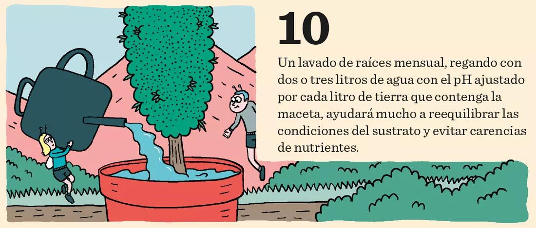 El cannabis come por los pies: doce pasos para mantener sanas las raíces 
