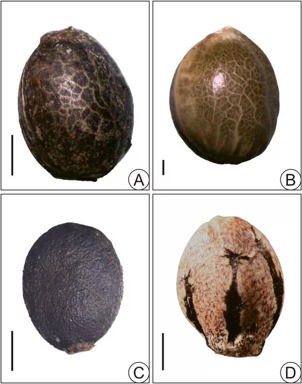 Restos arqueológicos evidencian el uso ancestral del cannabis para tratar el lumbago en China