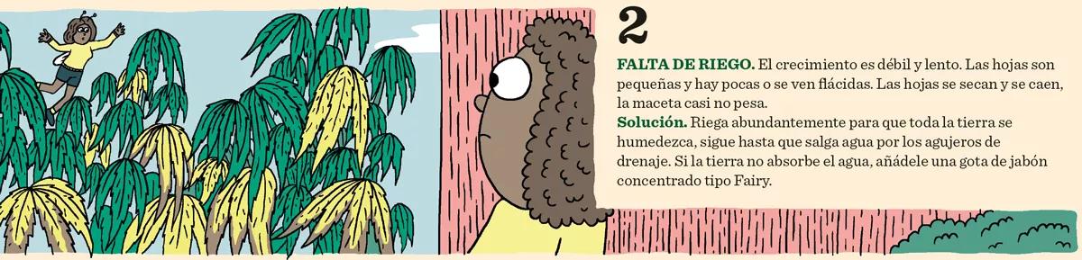 Los seis problemas más comunes del cultivo y sus soluciones