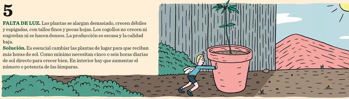 Los seis problemas más comunes del cultivo y sus soluciones