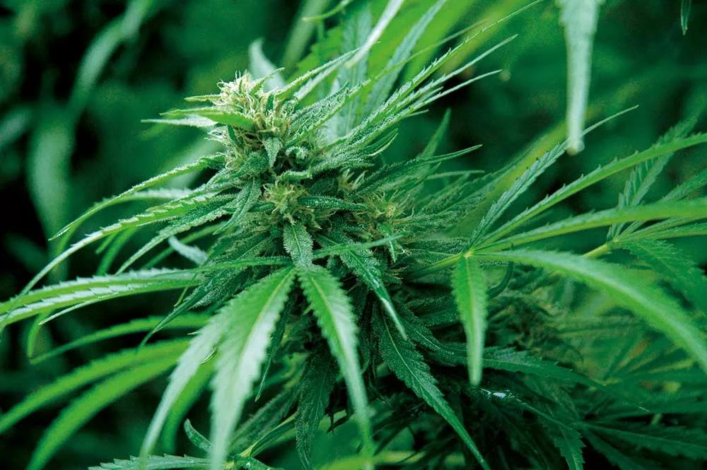 El olor peculiar de una variedad concreta depende de los terpenos que contenga, y su efecto también. 