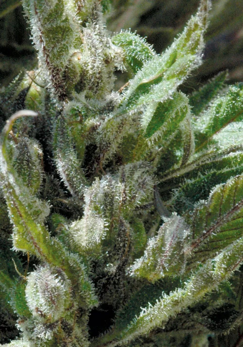 Cuantas más y mayores glándulas de resina, mayor cantidad de terpenos.