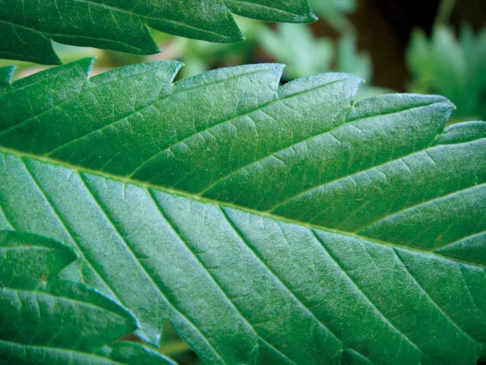 El verde óptimo: no falta nada, la hoja es feliz. 