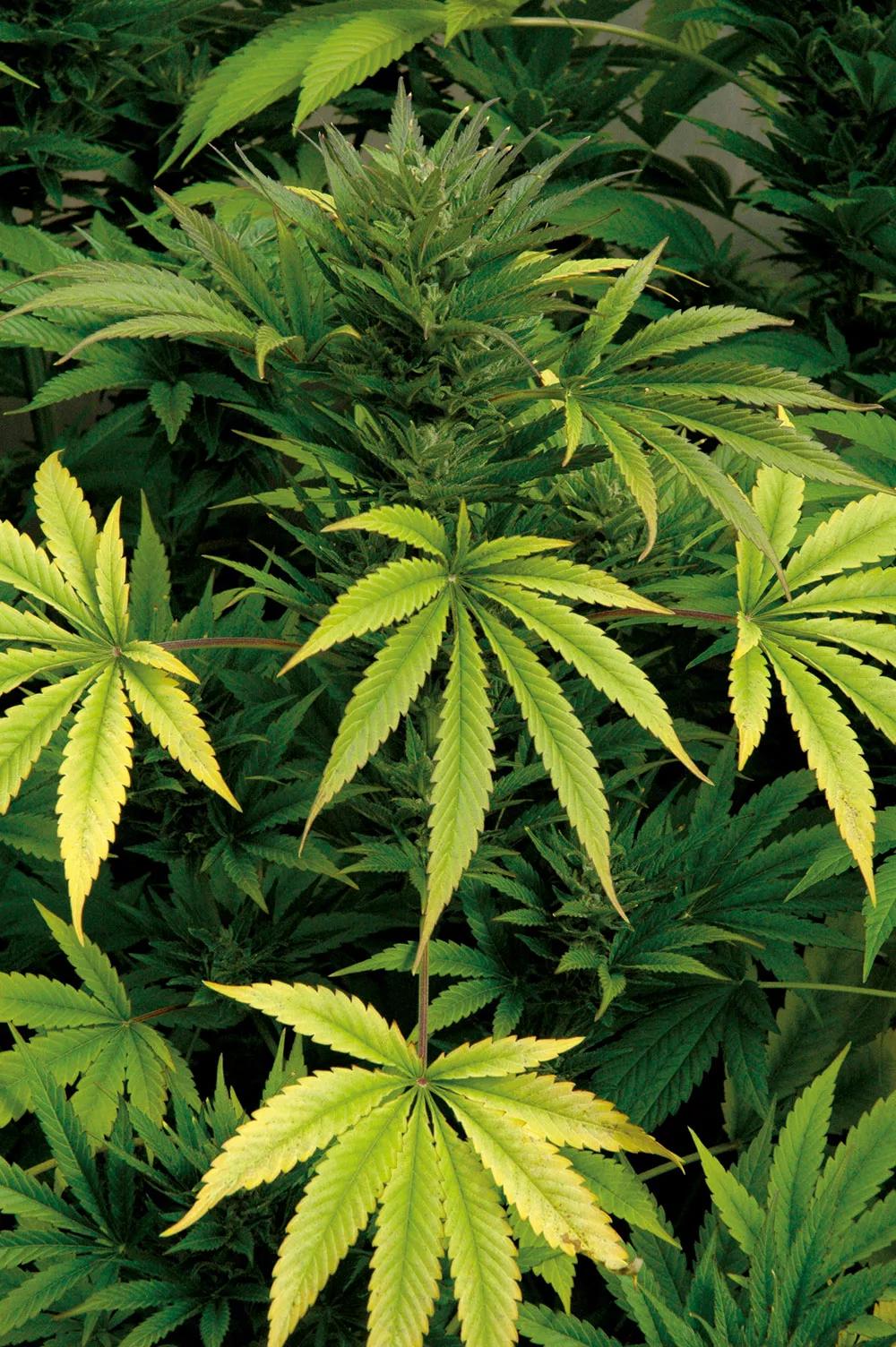 Las hojas amarillas indican carencias, y los nervios verdes apuntan a una deficiencia de magnesio. 