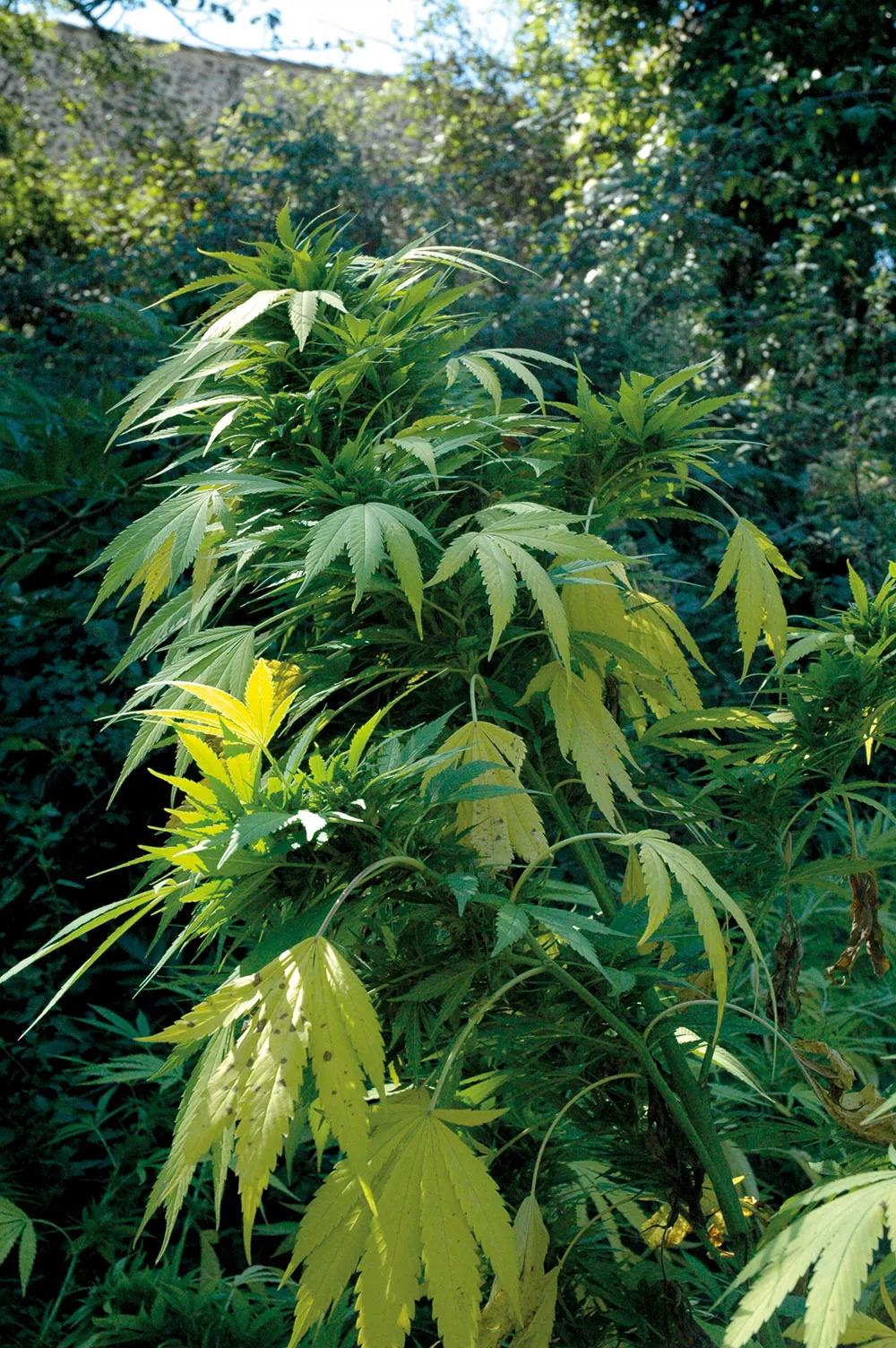 La falta de nitrógeno es una carencia muy habitual. 